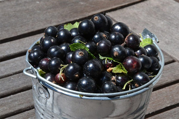 Sammlung und Lagerung von schwarzen Johannisbeeren