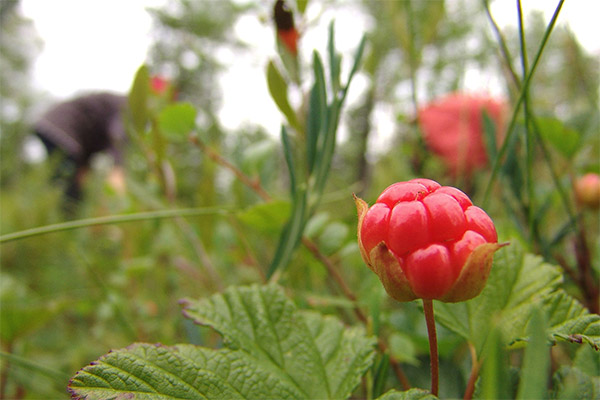 Collection and storage of cloudberries