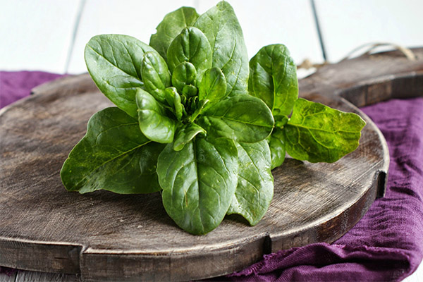 Spinach in medicine