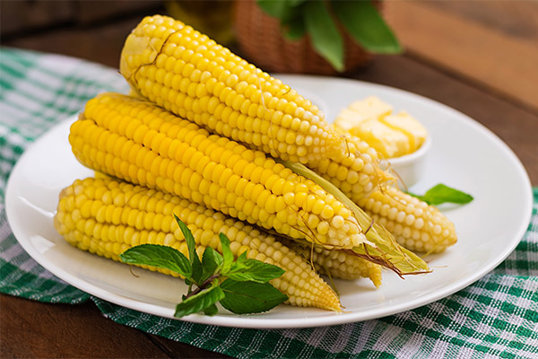 Boiled corn in medicine