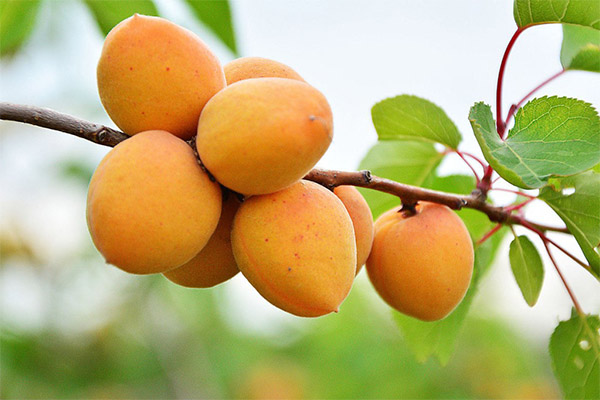 Albercocs en medicina