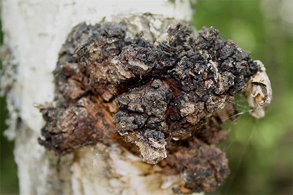 Birch mushroom in medicine