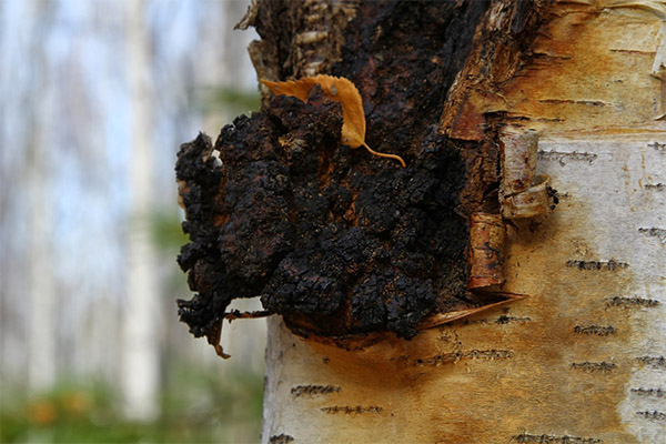 ¿Qué es útil chaga?