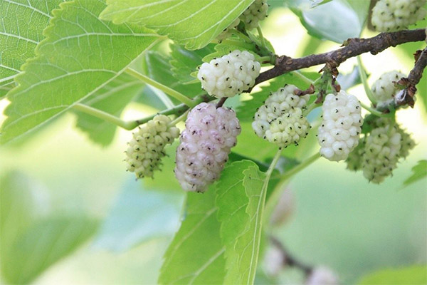 Quels sont les bienfaits des feuilles de mûrier