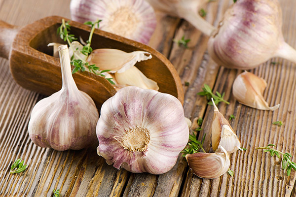 Garlic in medicine