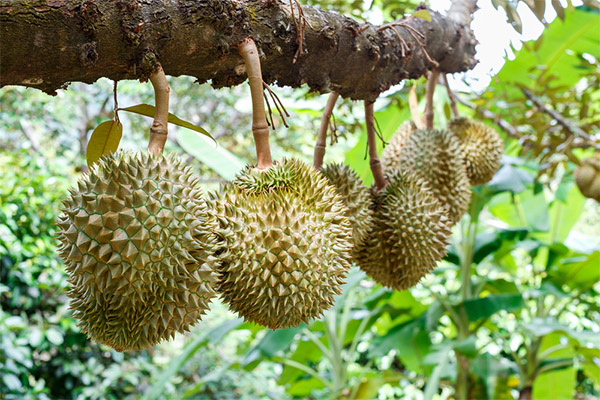 Durian na cultura