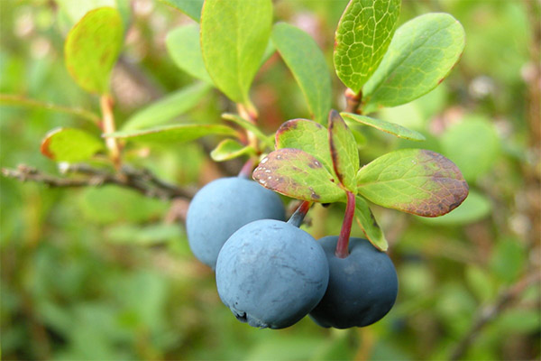 Blueberry dalam kosmetologi