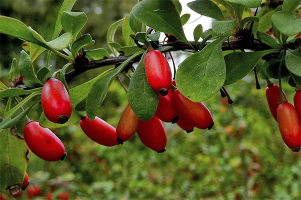 Interessante fakta om barberry