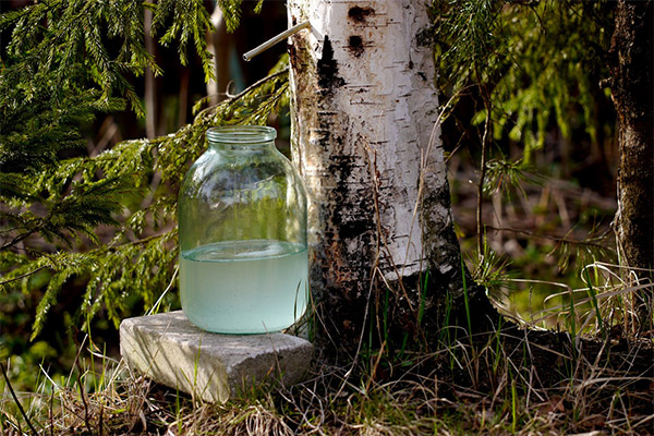 Fakta menarik mengenai birch sap