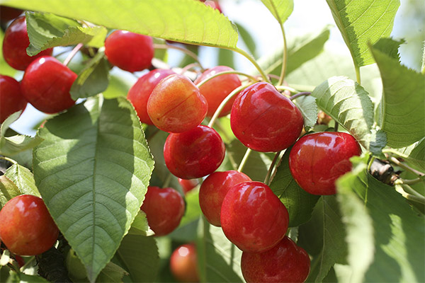 Datos interesantes sobre las cerezas