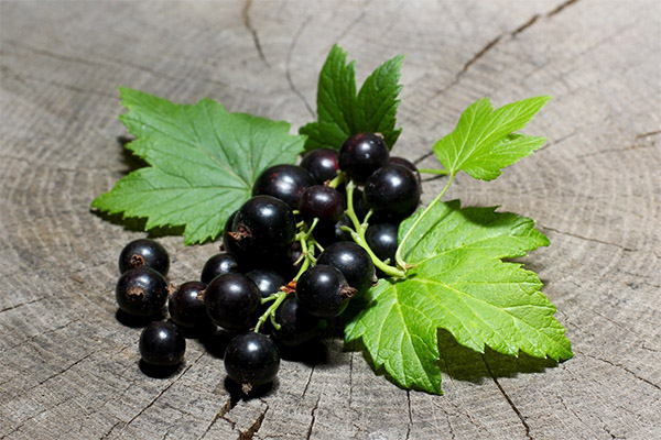 Sự thật thú vị về blackcurrant