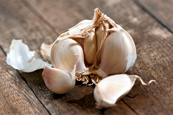 Interesting facts about garlic