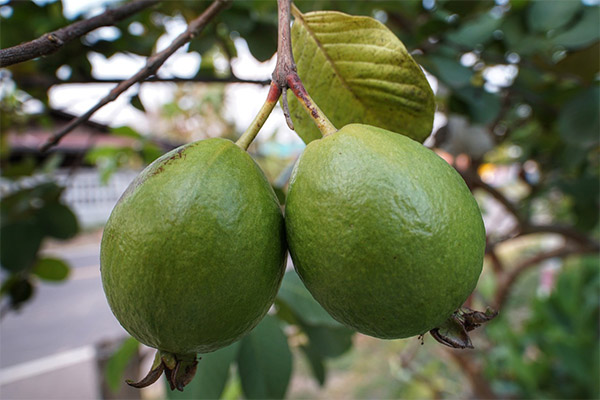 Datos interesantes de la fruta de guayaba