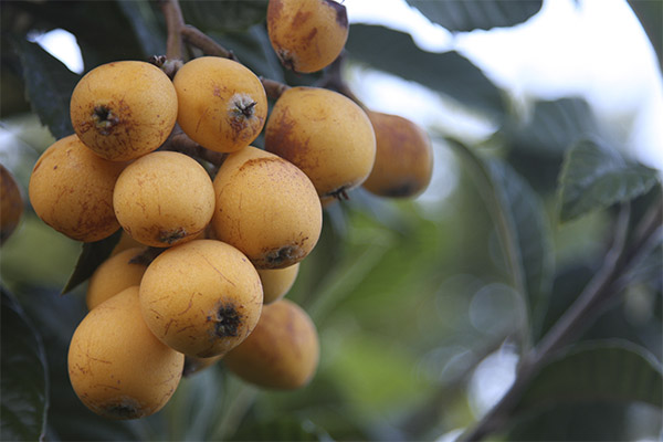 Fakta menarik mengenai buah medlar