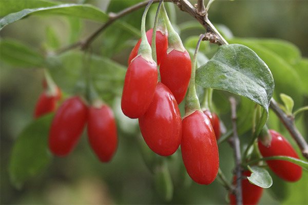 Fatos interessantes sobre Goji