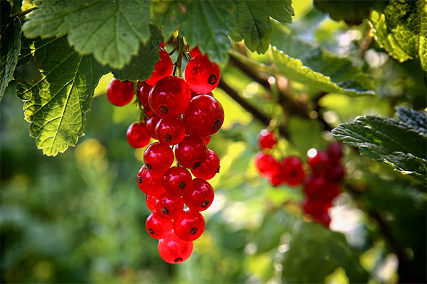 Interessante Fakten über rote Johannisbeeren