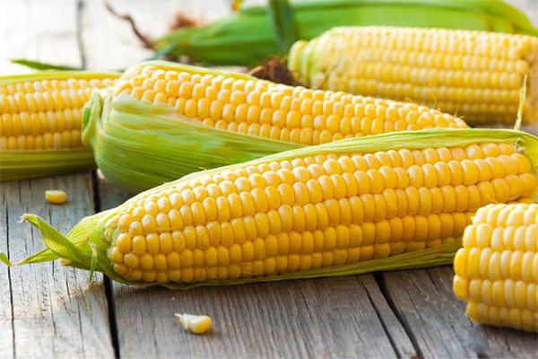 Interesting facts about corn