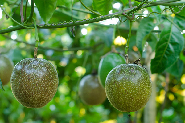 Faits intéressants sur le fruit de la passion