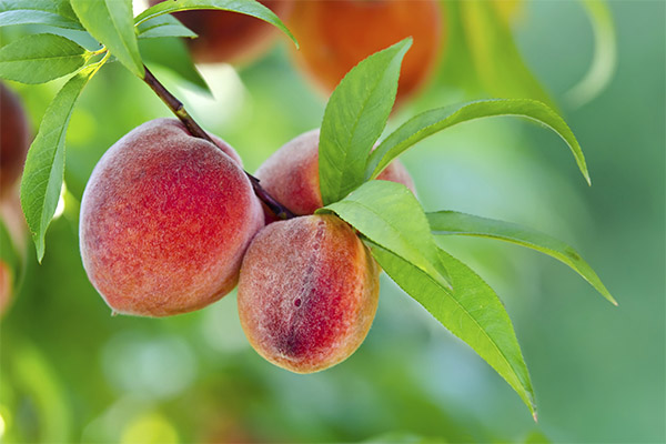 Interesting facts about peaches