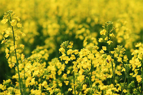 Fakta menarik mengenai rapeseed