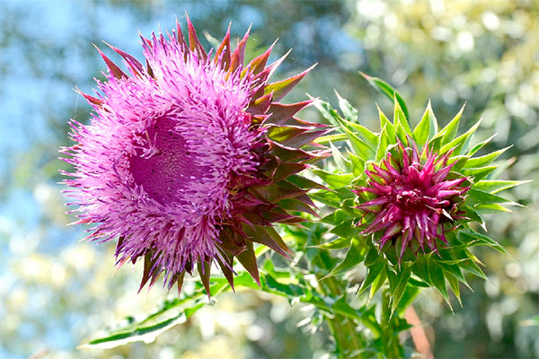 Fakta menarik mengenai susu thistle