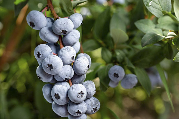 How to eat blueberries