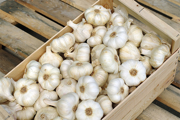 How to store garlic