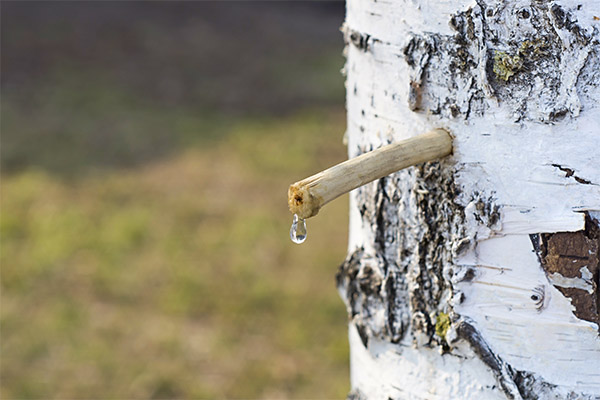 Hur och när insamlas björksaft?