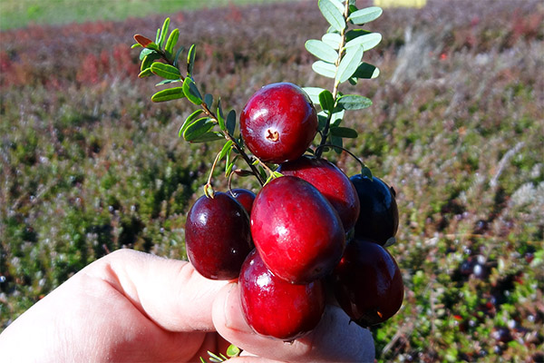 Làm thế nào để thu thập và làm thế nào để lưu trữ cranberries