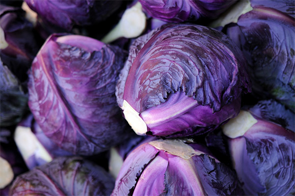 How to choose and store red cabbage