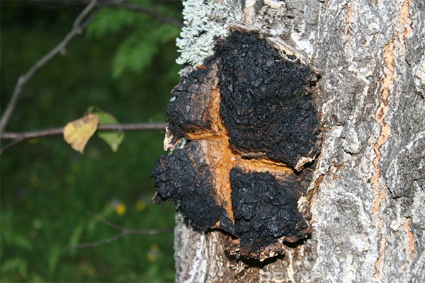 Hvordan ser chaga-sopp ut og hvor vokser den