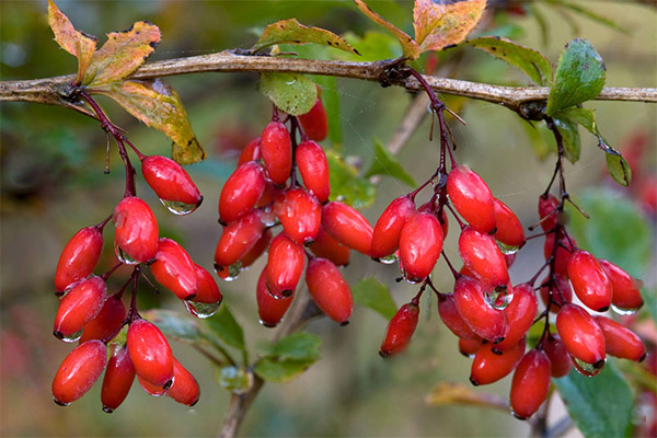 Bila hendak mengumpul dan bagaimana menyimpan barberry