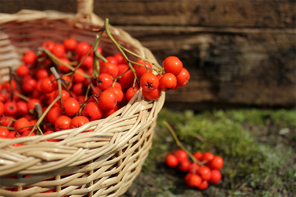 Quando raccogliere e come conservare la cenere di montagna rossa