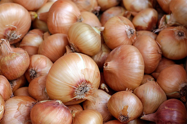 When to collect and how to store onions