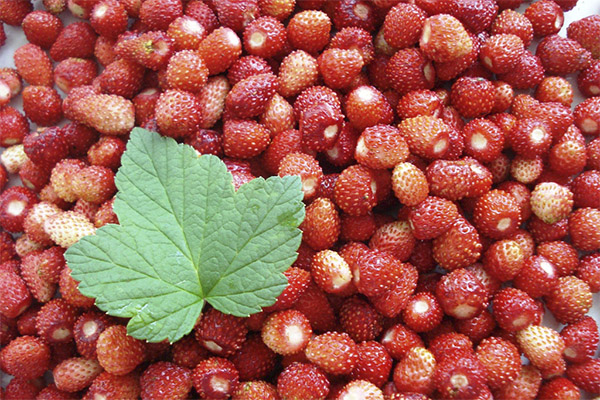 Wann ernten und wie man Erdbeeren lagert