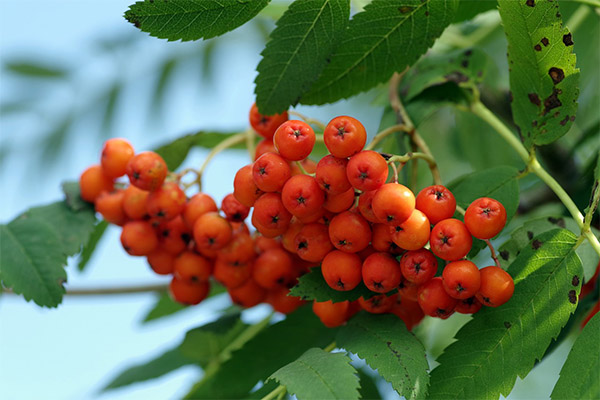 Fresno rojo de montaña en cosmetología