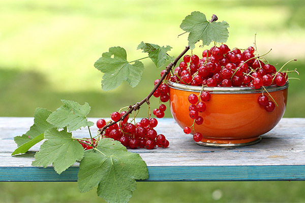 Rote Johannisbeere in der Medizin