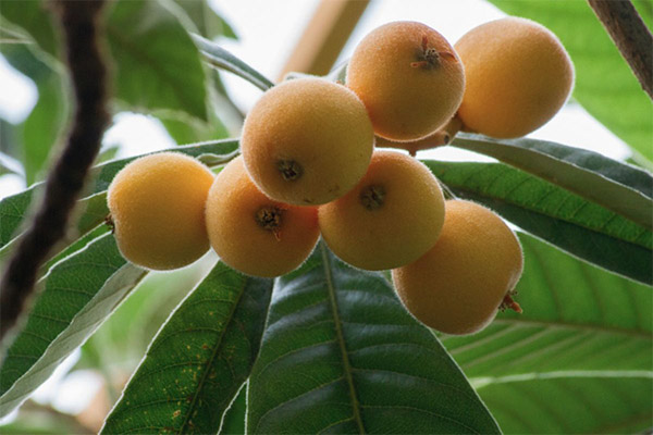 สรรพคุณทางยาของใบ medlar