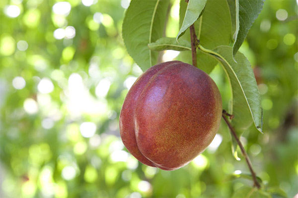 Nectarine en médecine