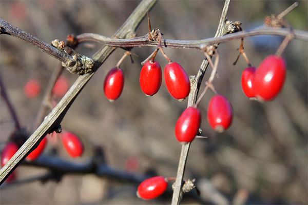 Propriedades úteis de barberry