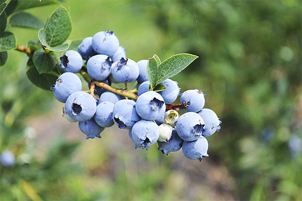 Mga kapaki-pakinabang na katangian ng mga blueberry