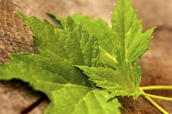 Propriétés utiles des feuilles de groseille rouge