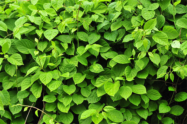 Propriétés utiles des feuilles de citronnelle