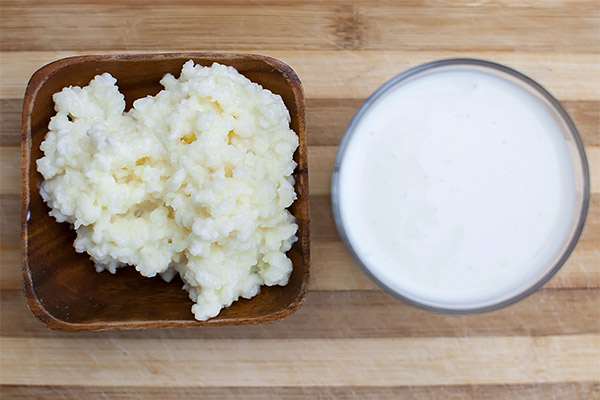 Propiedades útiles del hongo de la leche.