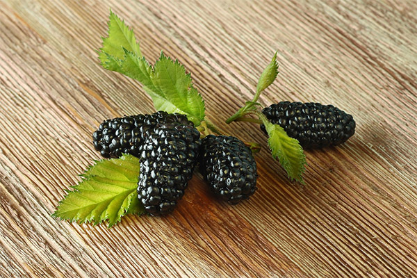 Useful properties of mulberry