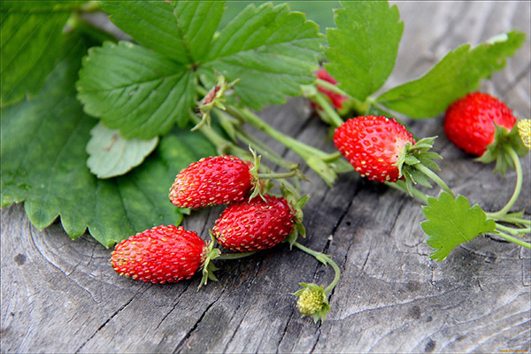 Nützliche Eigenschaften von Walderdbeeren