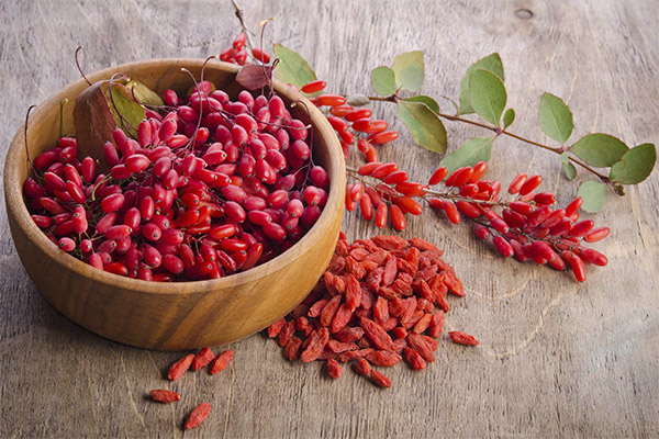 Những lợi ích và tác hại của barberry