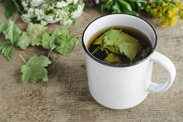 A ribizlileves tea előnyei és káros hatásai