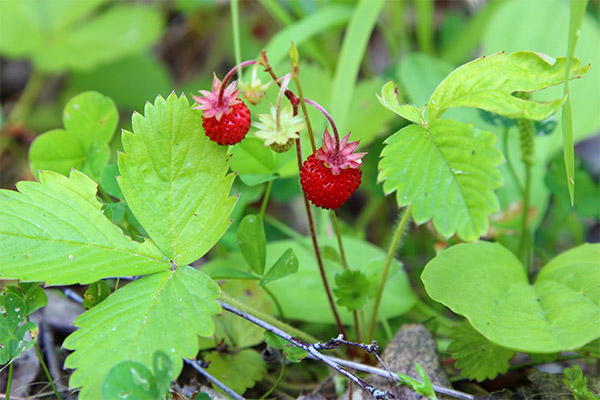 Kebaikan dan keburukan strawberi liar