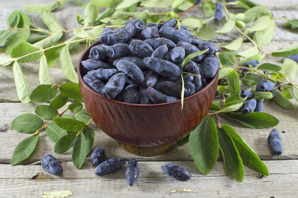 Fordelene og skadene ved kaprifolium